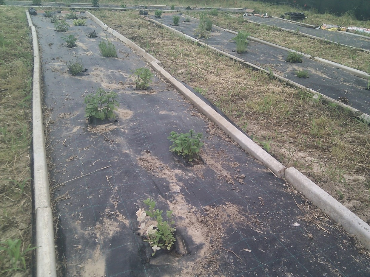 Erbaio – Impianto di irrigazione