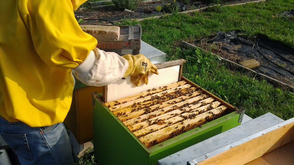 Invernamento delle api