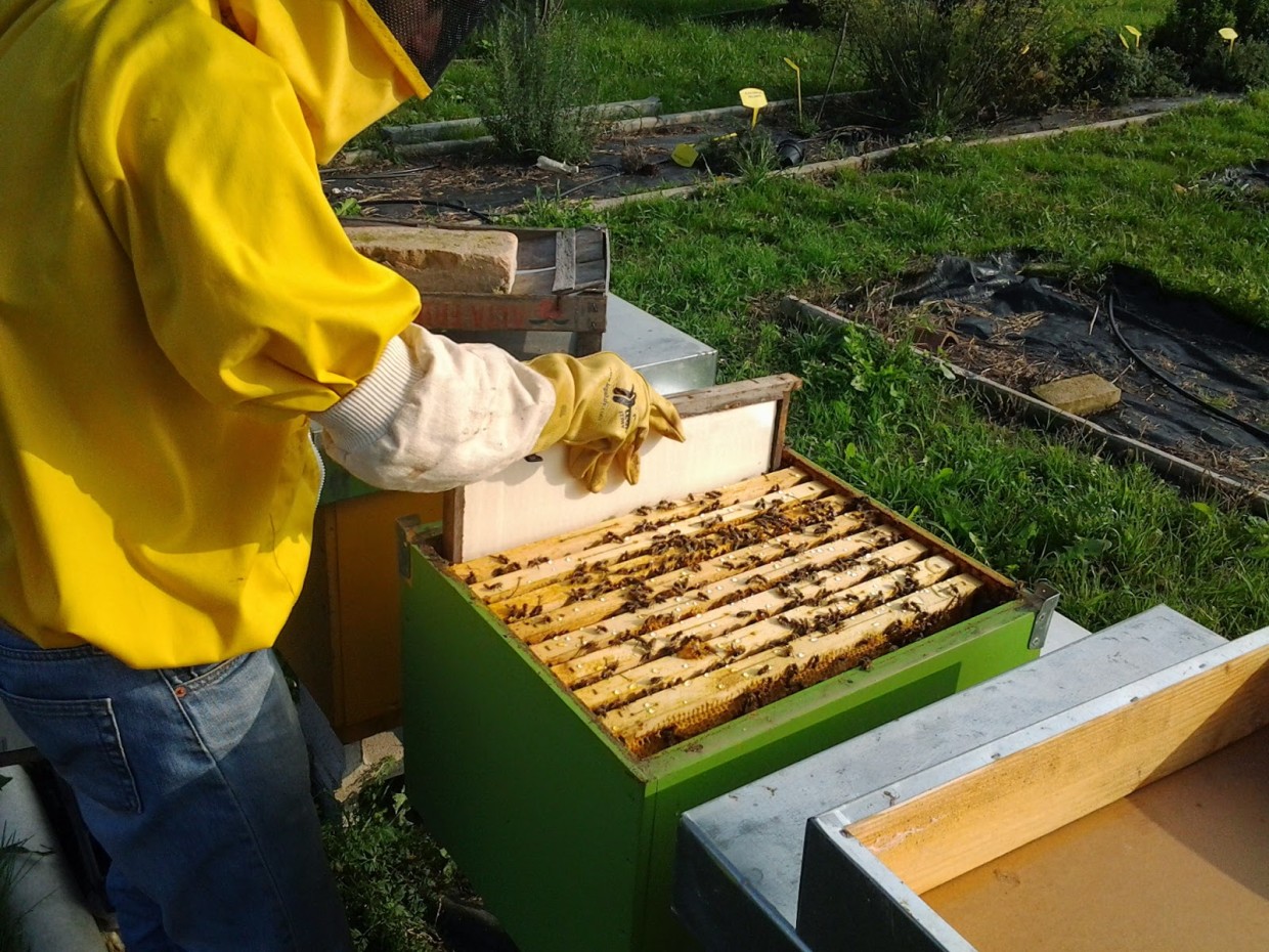 Invernamento delle api