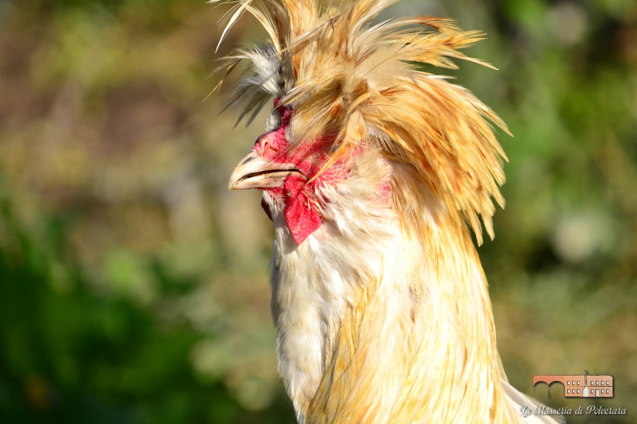 Telechiara alla Masseria: una bella intervista per scoprire le nostre galline