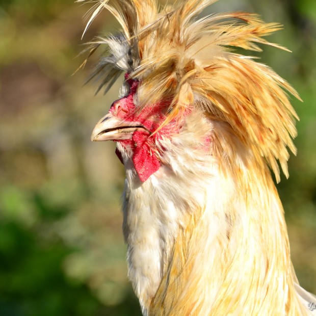 Telechiara alla Masseria: una bella intervista per scoprire le nostre galline